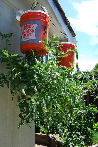 How to Make an Upside Down Tomato Planter