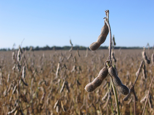 Field of Soybeans