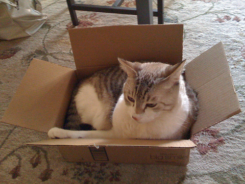 cat playing in a cardboard box