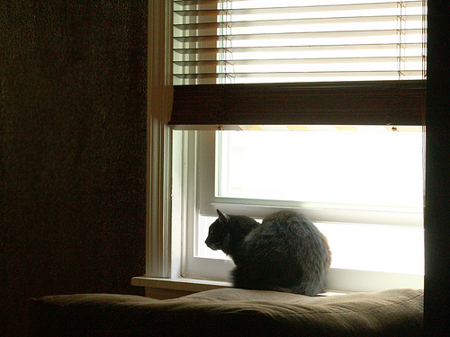 My cat Agnes sitting in the window.