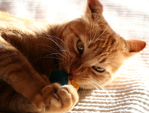 A cat playing with a catnip mouse.