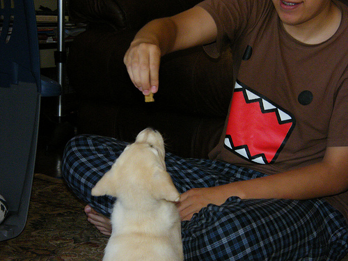 feeding a puppy a treat