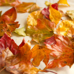 Take the ephemeral beauty of autumn leaves and make it last forever when you preserve leaves with the one simple, natural ingredient that is pure beeswax.