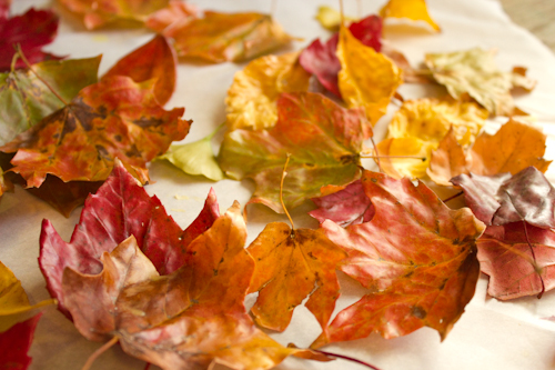 How-to: Preserve Autumn Leaves with Melted Beeswax • Crafting a Green World