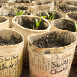 Make Upcycled Pots for Seedlings