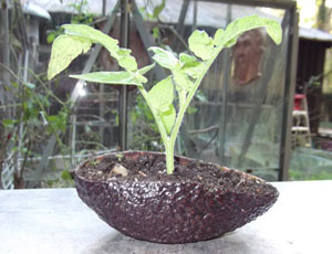 avocado peel seedling starter