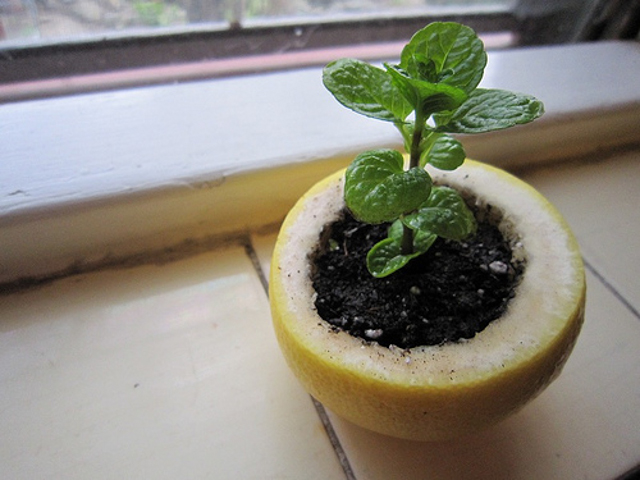 orange peel seedling starter via My Roman Apartment