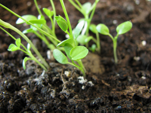seed bomb with seedlings image via Shutterstock