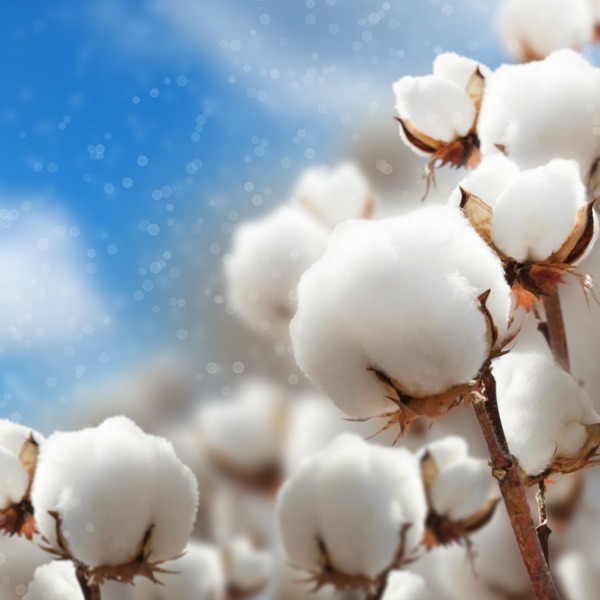 GOTS: The key to finding truly sustainable organic cotton