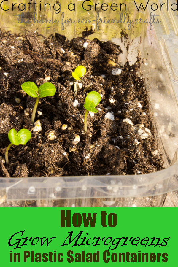 How to Grow Microgreens in Plastic Salad Containers