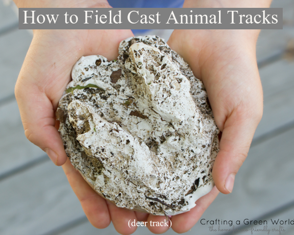 How to Field Cast Animal Tracks