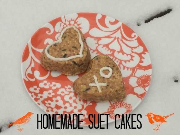 How to Make Homemade Suet Cakes for Birds