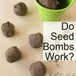 Do Seed Bombs Work?