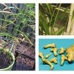 Growing Ginger: An Update from My Container Garden