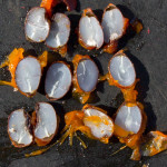 Persimmons Predict the Winter