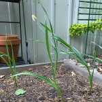 My three-year-old and I planted a ton of green garlic, and you can too! Here's how to plant, harvest, and eat green garlic this spring.