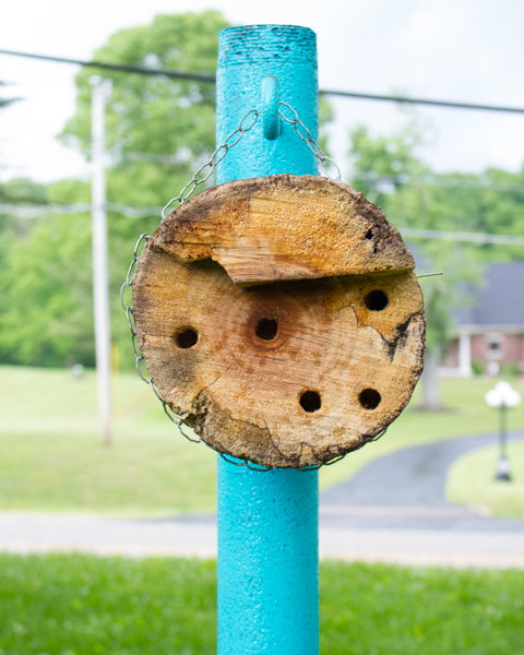 Help a bee out, why don't you, by building your very own mason bee house?