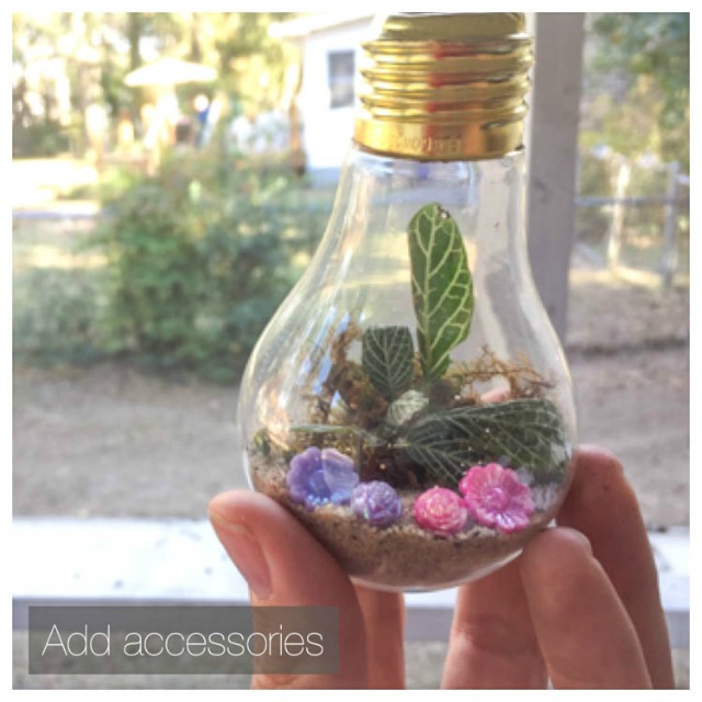 Are you ditching incandescents this year? Save those old bulbs and make yourself a cute lightbulb terrarium!