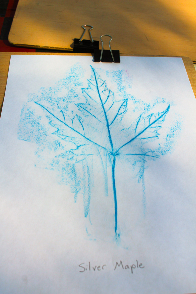 Leaf Rubbings and Tree Identification