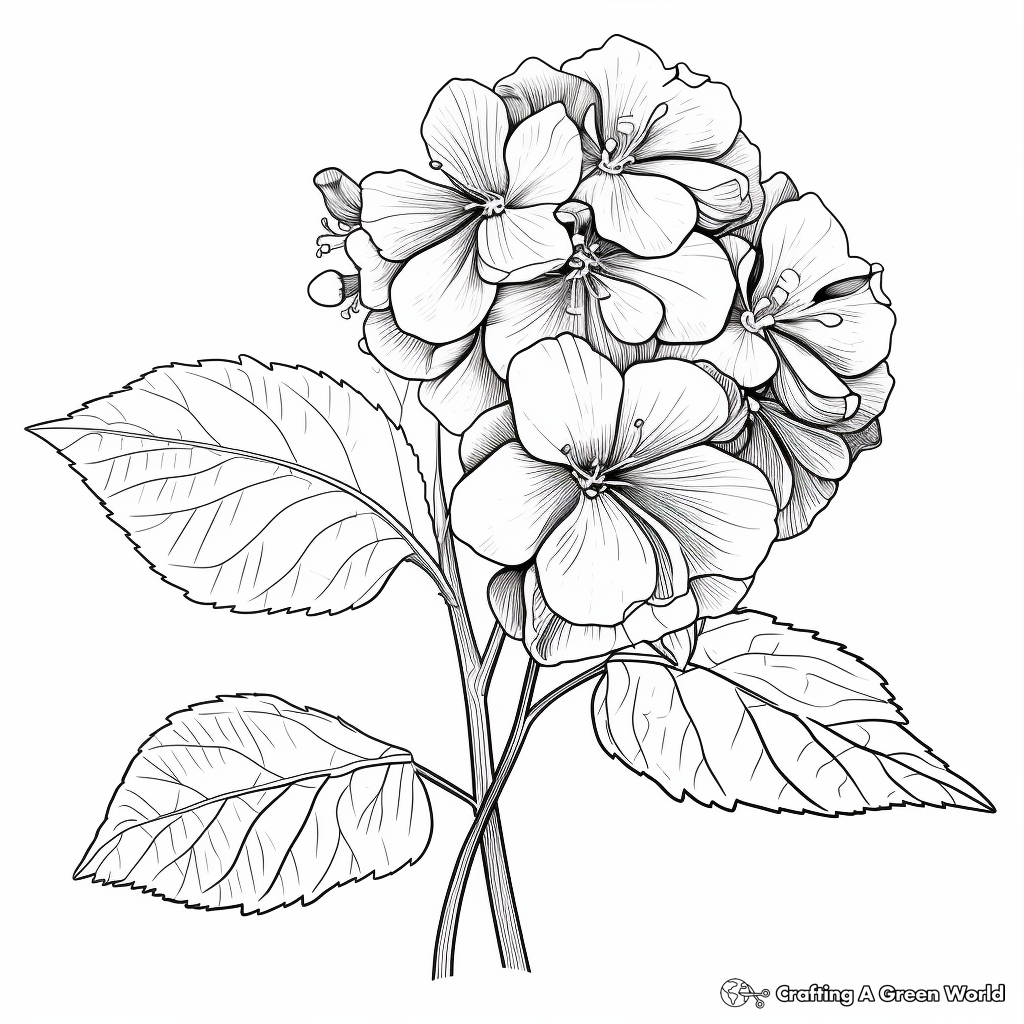 Artistic Rough-Leaved Hydrangea Coloring Pages 3
