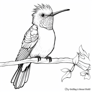 Attractive Allen's Hummingbird Coloring Pages for Adults 2