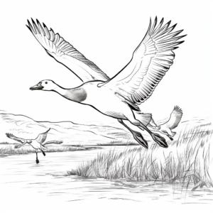 Autumn Flight of Canada Geese Coloring Pages 2