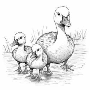 Baby Canada Geese or Goslings Coloring Pages 3