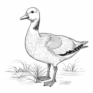 Beautiful Bar-headed Goose Coloring Pages 2