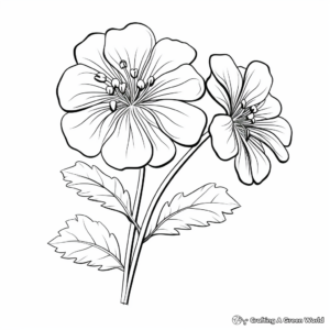 Beautiful Geranium Flower Coloring Pages 3
