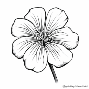 Beautiful Geranium Flower Coloring Pages 4