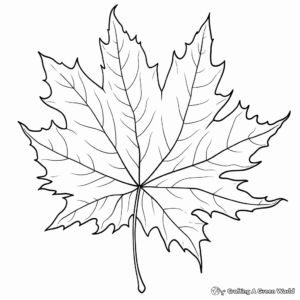 Beautiful Maple Leaf Coloring Pages 2