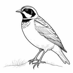 Black and White Outline Western Meadowlark Coloring Sheets 4