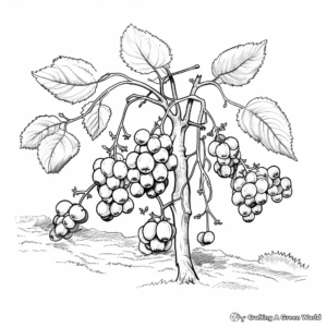Blackberry Plant Life Cycle Coloring Sheets 3