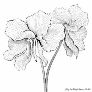 Blooming Amaryllis Flower Coloring Sheets 3