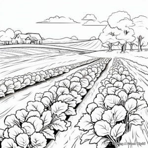 Cabbage Field: Farm-Scene Coloring Pages 1