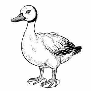 Canadian Goose Coloring Pages 2
