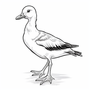 Charming Egyptian Goose Coloring Pages 3