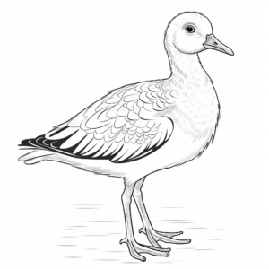 Charming Egyptian Goose Coloring Pages 4