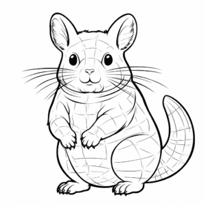 Chinchilla Anatomy Coloring Pages 4