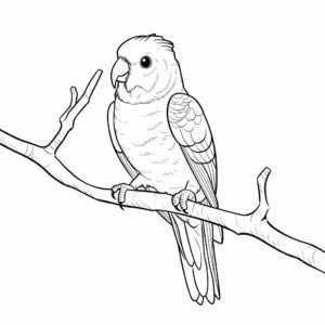 Cockatiel Perching on a Branch Coloring Pages 1