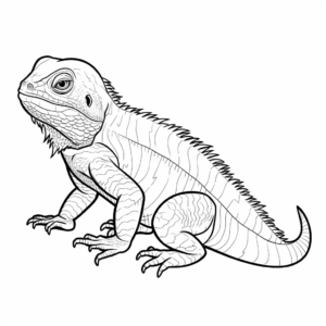 Colorful African Agama Lizard Coloring Pages 1