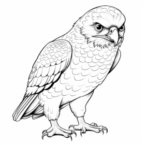 Cute Baby Red Tailed Hawk Coloring Pages 2