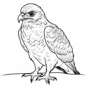 Cute Baby Red Tailed Hawk Coloring Pages 3