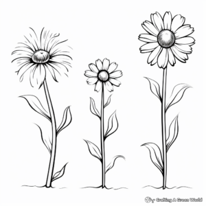 Daisy Blossom Life Cycle Coloring Pages 1