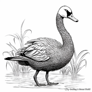 Detailed Australian Black Swan Coloring Pages 3