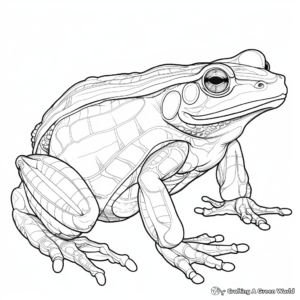 Detailed Bullfrog Anatomy Coloring Pages 2