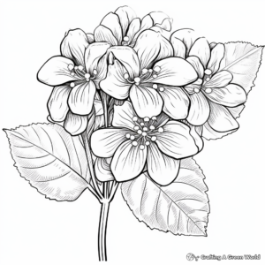 Detailed Hydrangea Petiolaris Coloring Pages 2
