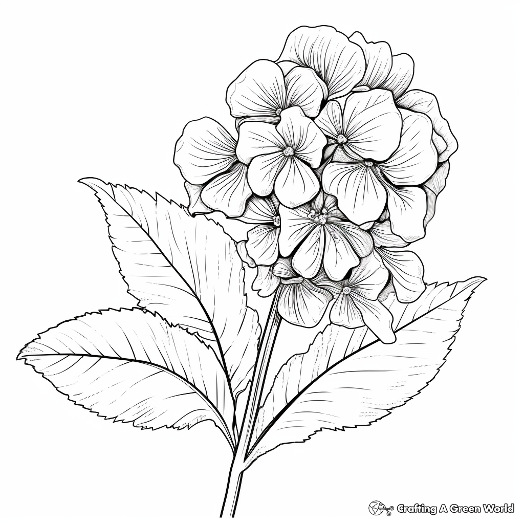 Detailed Hydrangea Petiolaris Coloring Pages 4