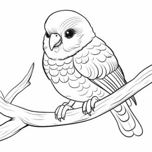 Detailed Quaker Parakeet Coloring Pages for Adults 1