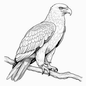 Detailed Realistic Eagle Coloring Sheets 2